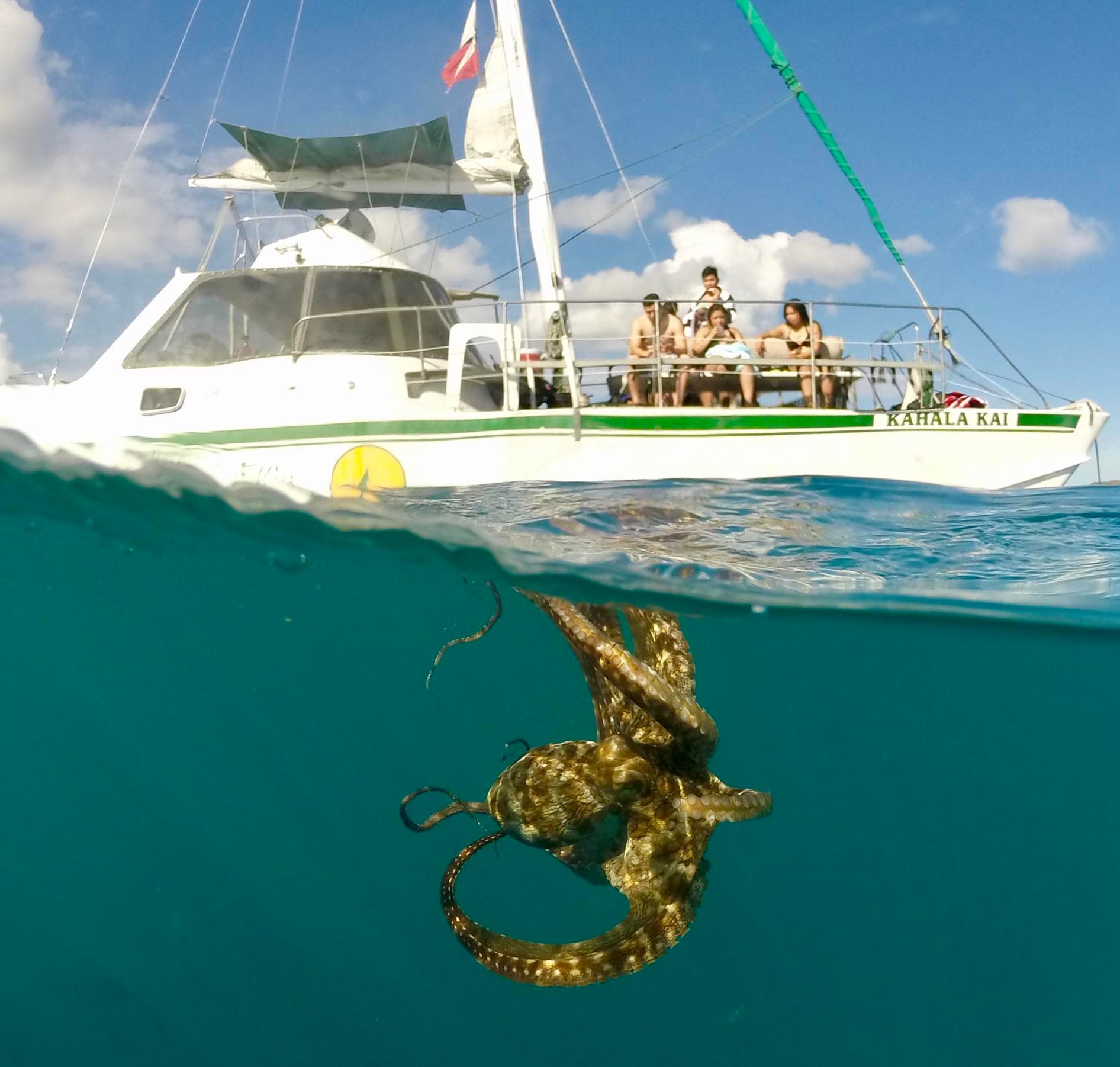 Catamaran snorkeling trip with sea turtle seen in split underwater view