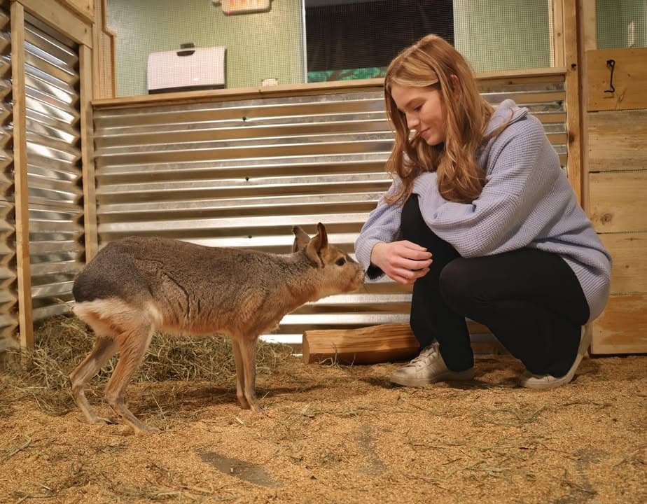 Keeper feeding small deer in indoor barn animal encounter