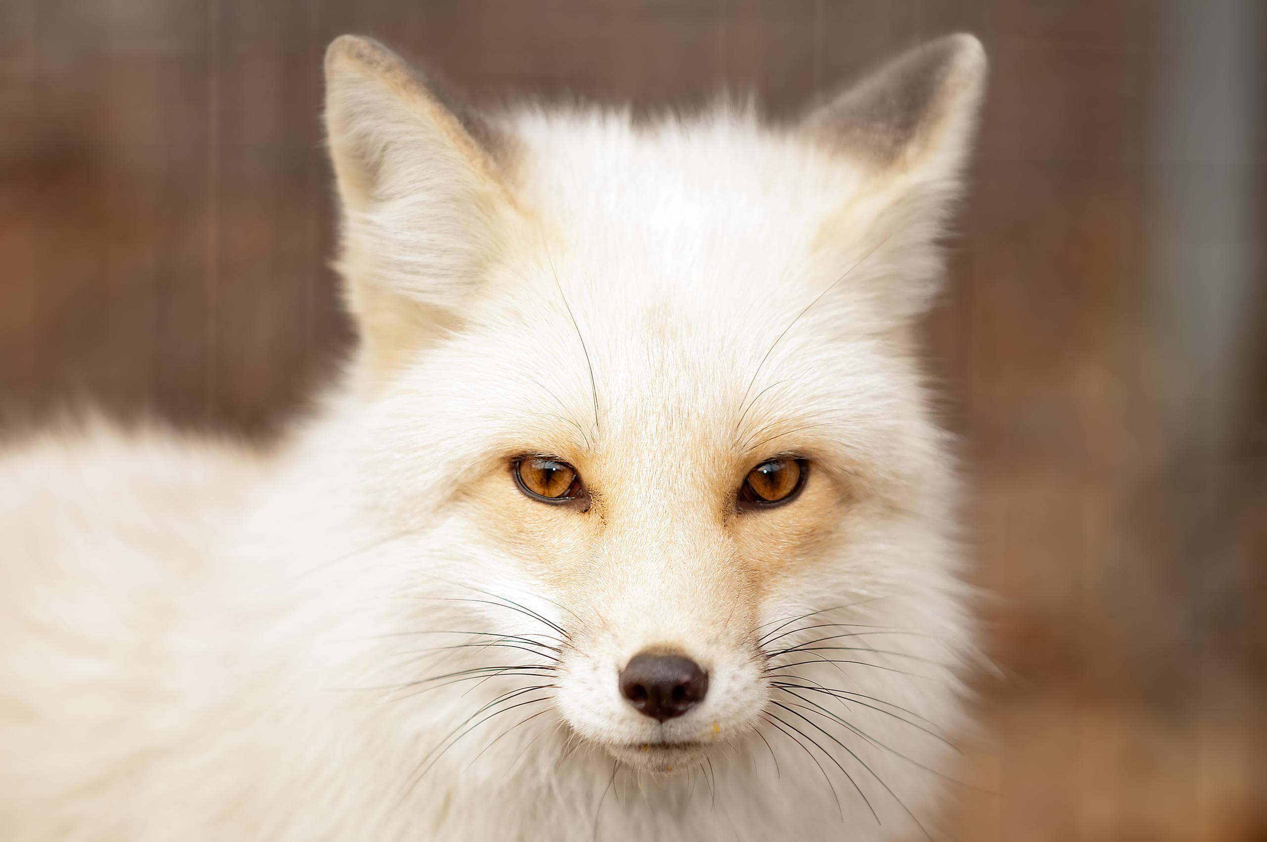 Discover the Fox Class Experience in Bolton, Massachusetts: Meet Arctic and Fennec Foxes Up Close