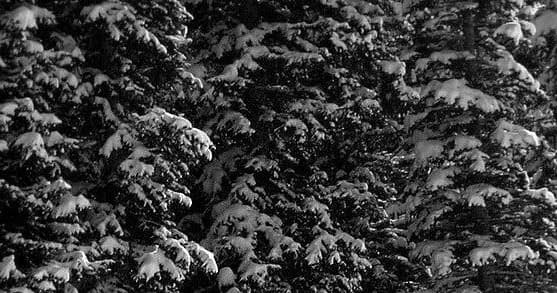 Snow-covered evergreen trees in winter forest, textured landscape