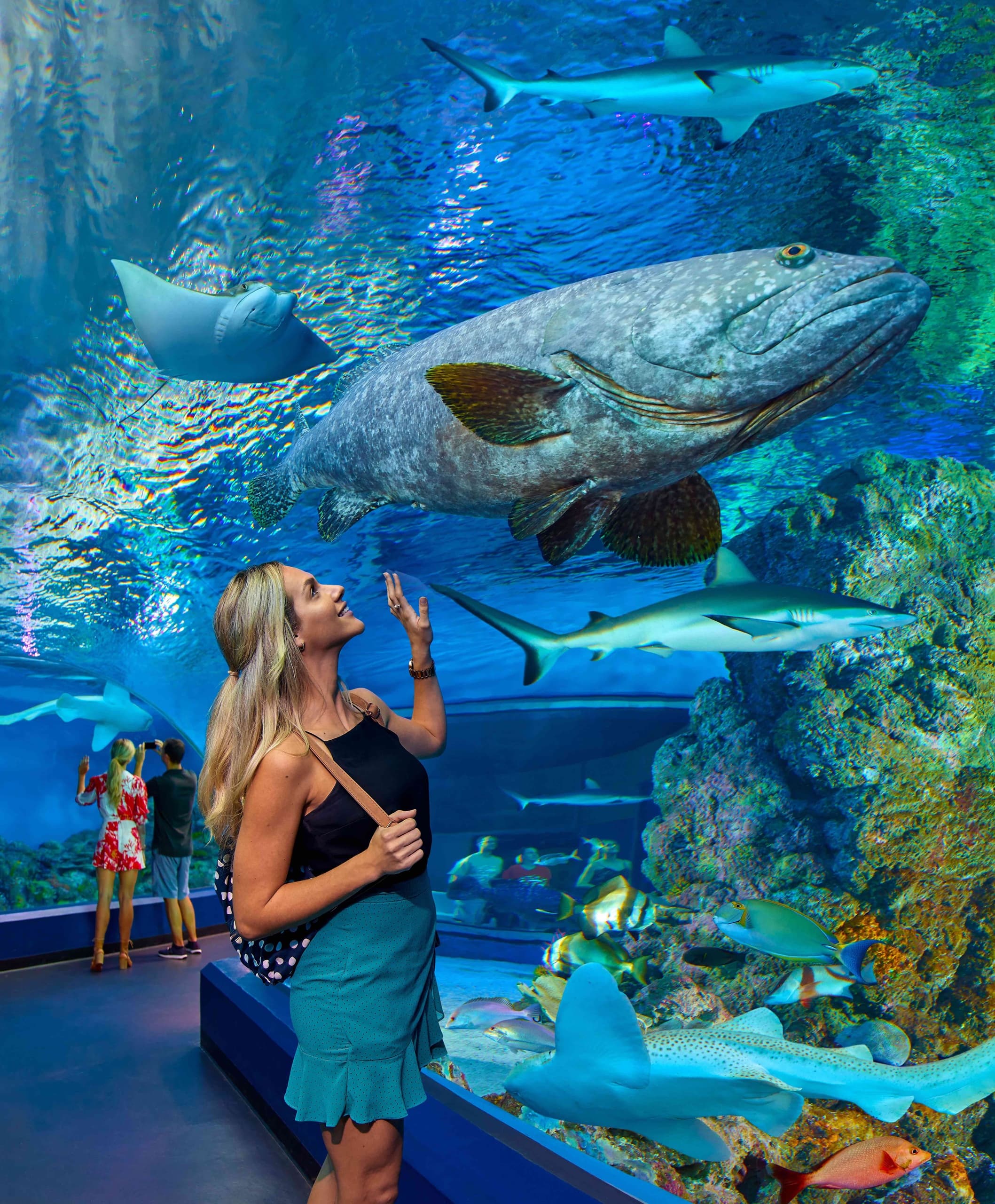 Experience the Magic of Cairns Aquarium by Night: Twilight Tours with Dinner