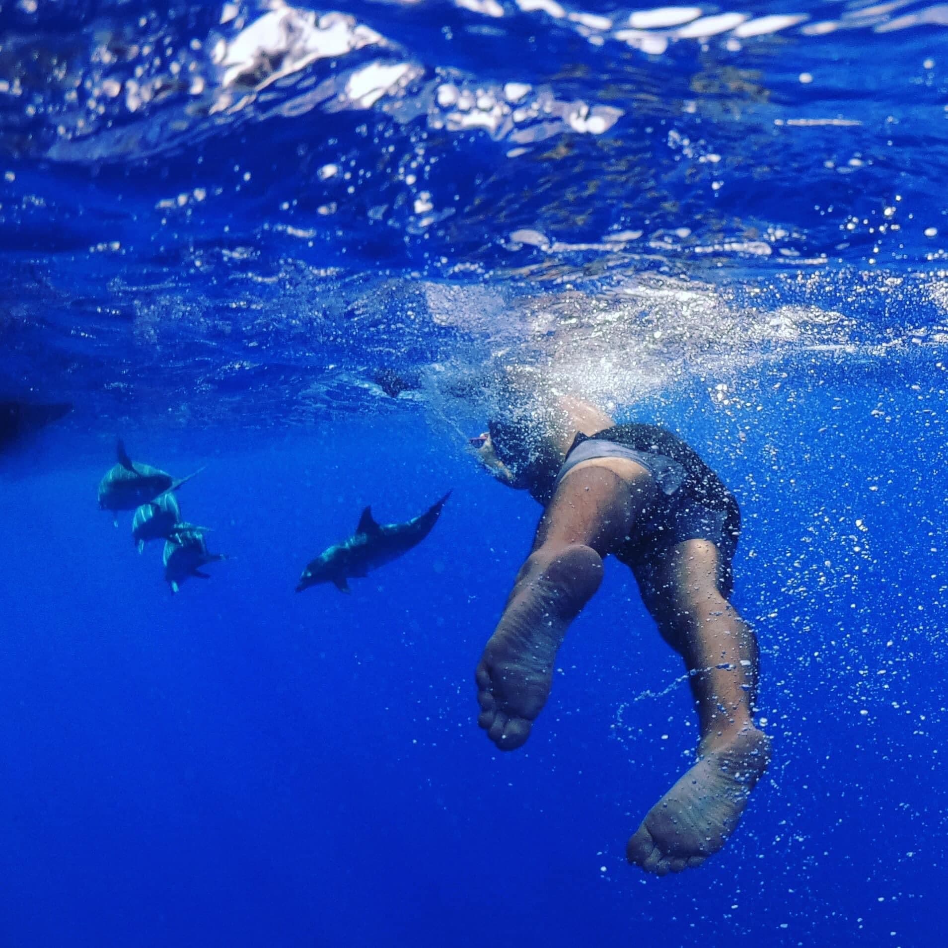 Swimming with Dolphins in Funchal | Rota dos Cetaceos
