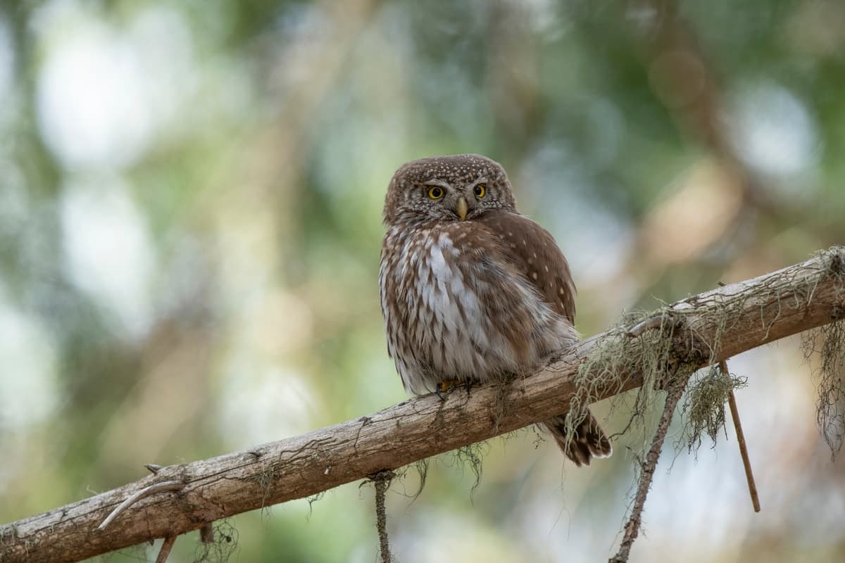 Wildlife & Landscape Photography Tour with Marco Mazzel in the Alps
