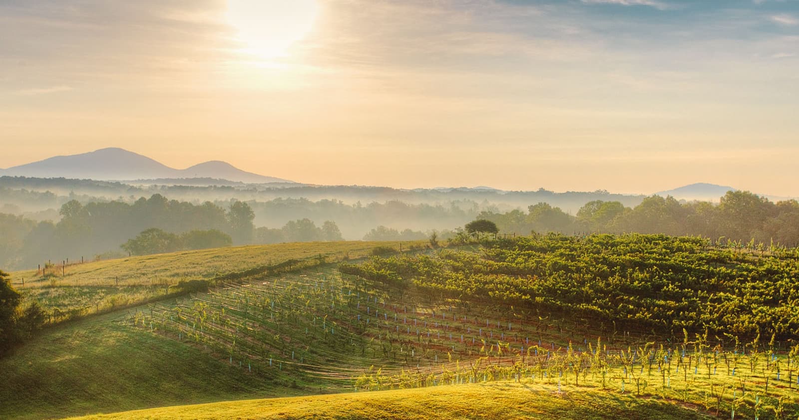 North Georgia SUV Wine Tours & Tastings