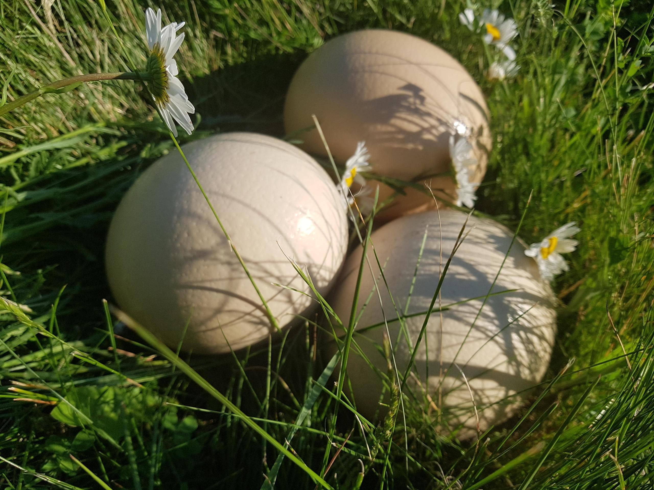 Cluster of large ostrich eggs nestled in grass at farm