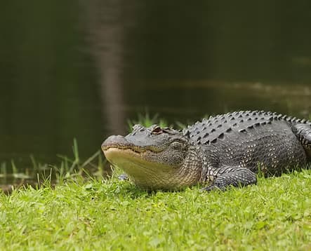 Alligator Tours with Edisto Dolphin Tours, SC