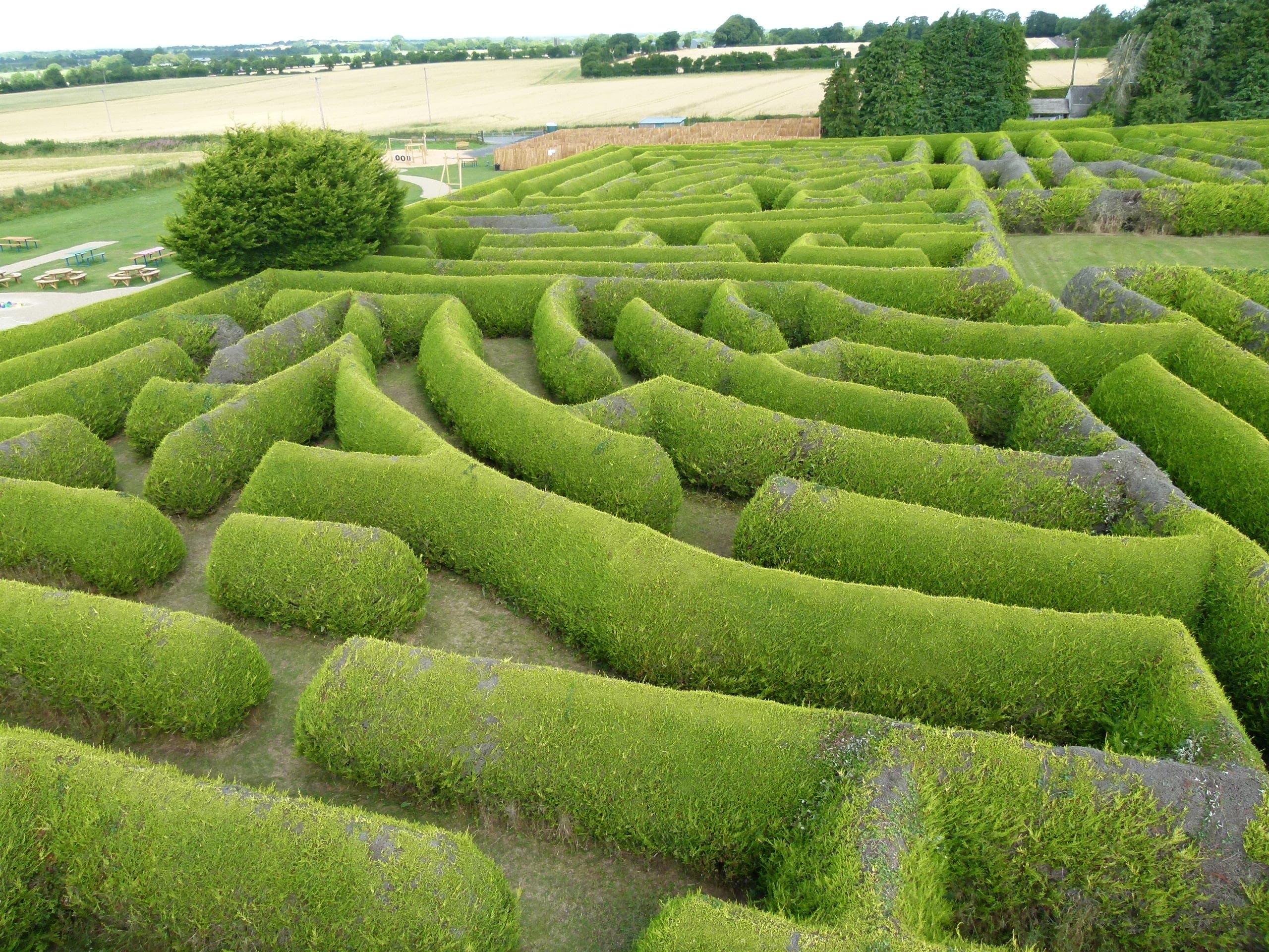 Visitors navigating expansive green hedge maze in rural Kildare