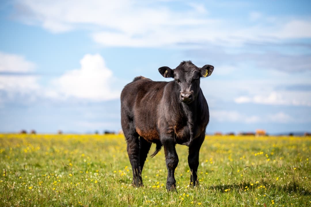 Land Adventures in Outer Hebrides with Machair Tour