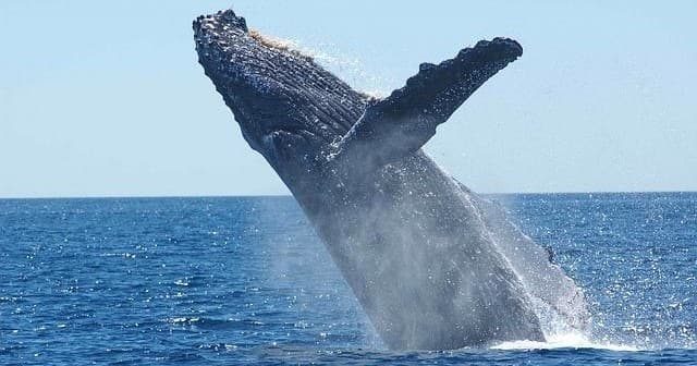 Unforgettable Whale-Watching Tour in Honolulu, Hawaii