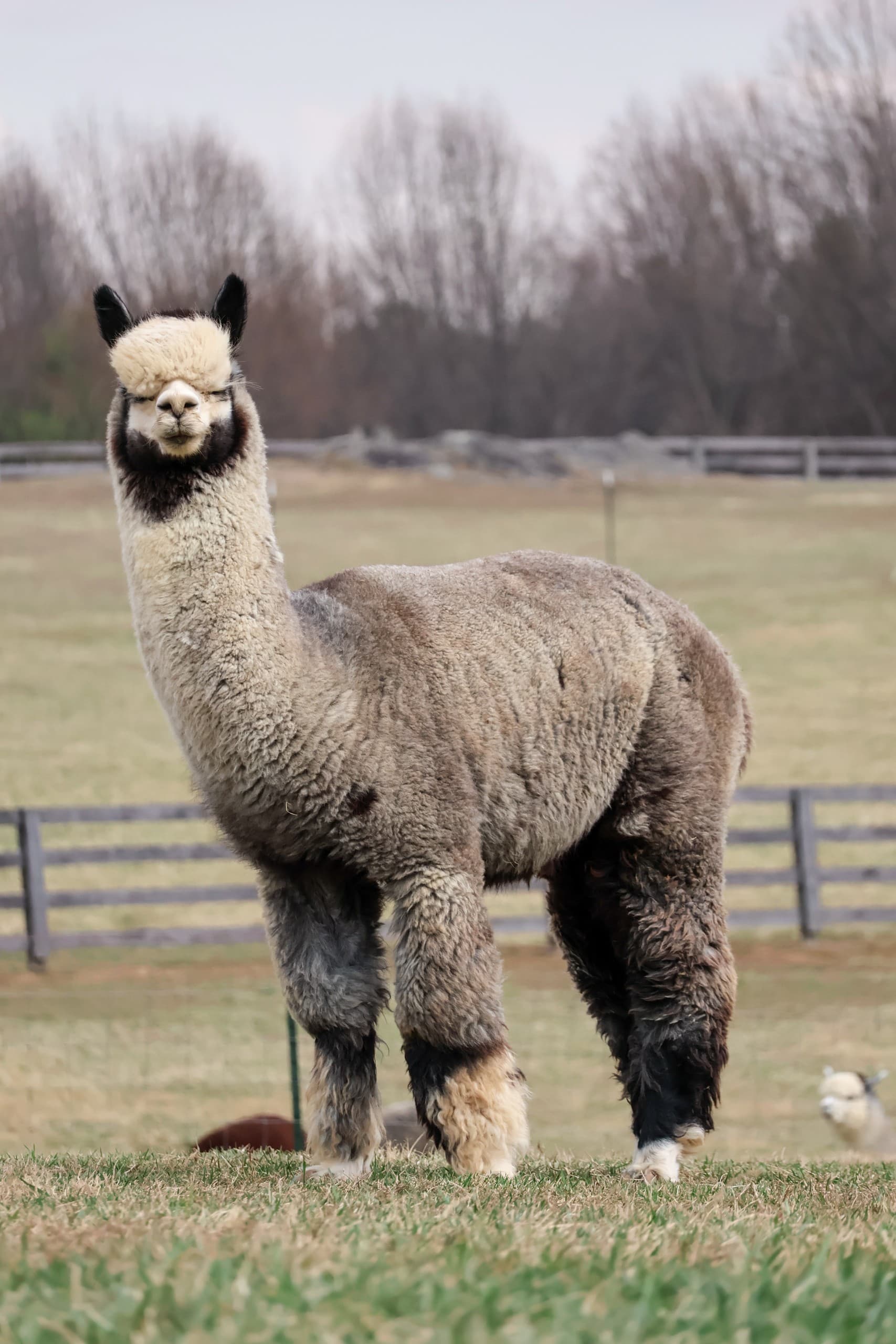 Declan’s Donuts with Dad at Black Barn Alpacas — Finksburg MD Father’s Day Experience photo 1
