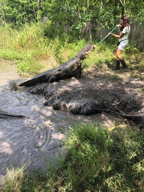 Group Adventures at Crocodile Encounter in Angleton, TX