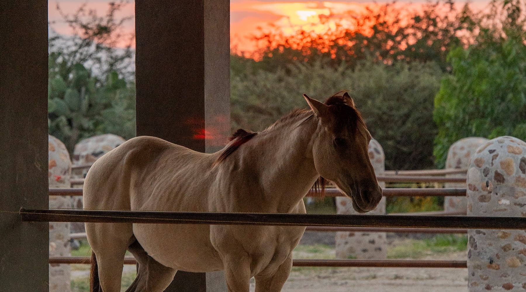 Sunset Horseback Ride in Marroquín de Abajo Guanajuato Hilltop Views