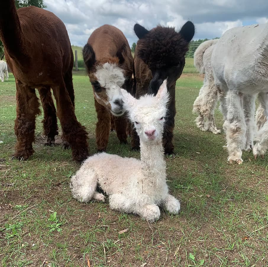 Alpaca Tour with Rainbow Valley Family Farms in Traverse City