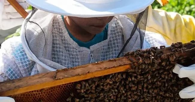 Hands-On Beekeeping in San Lorenzo: Honey, Hives, and Farm Practice