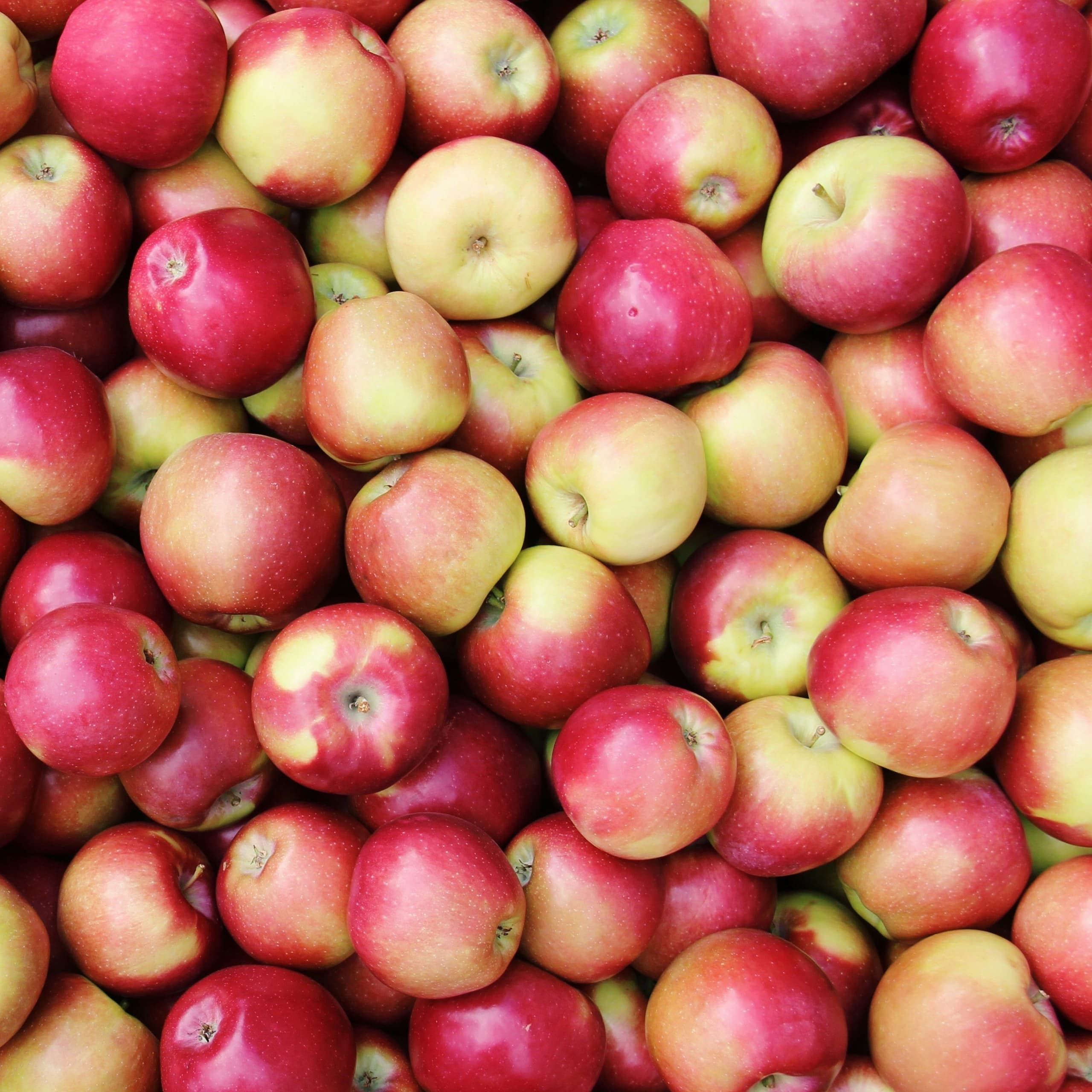 Apple Picking E-Bike Tours with Pedego Harbor Country, MI