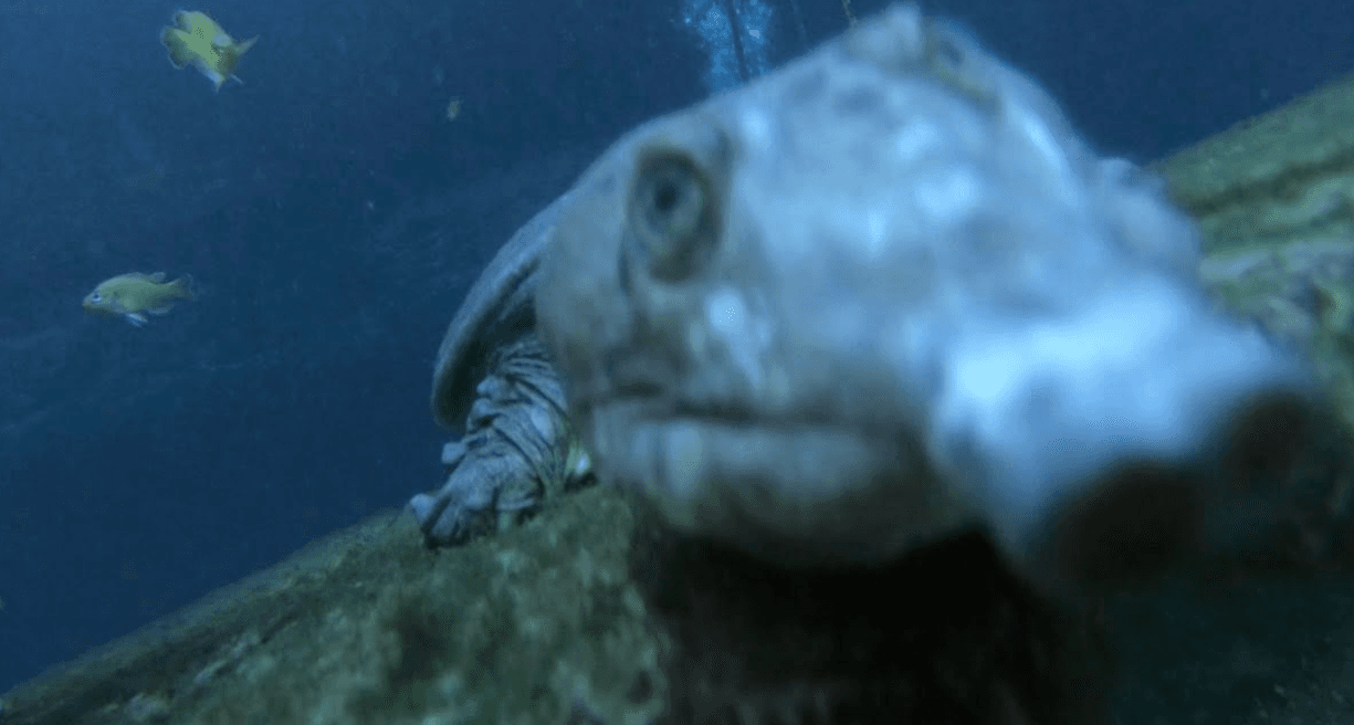 Blue Grotto Two-Tank Dive: Williston’s Cool-Water Underwater Rock Gardens photo 2