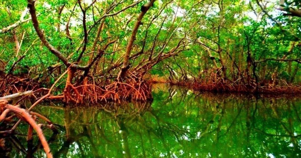 Dense red-root mangrove forest reflecting in calm green water