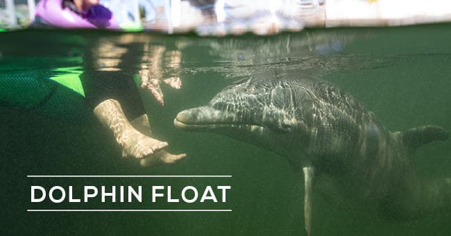 Underwater view of dolphin approaching feet during float experience