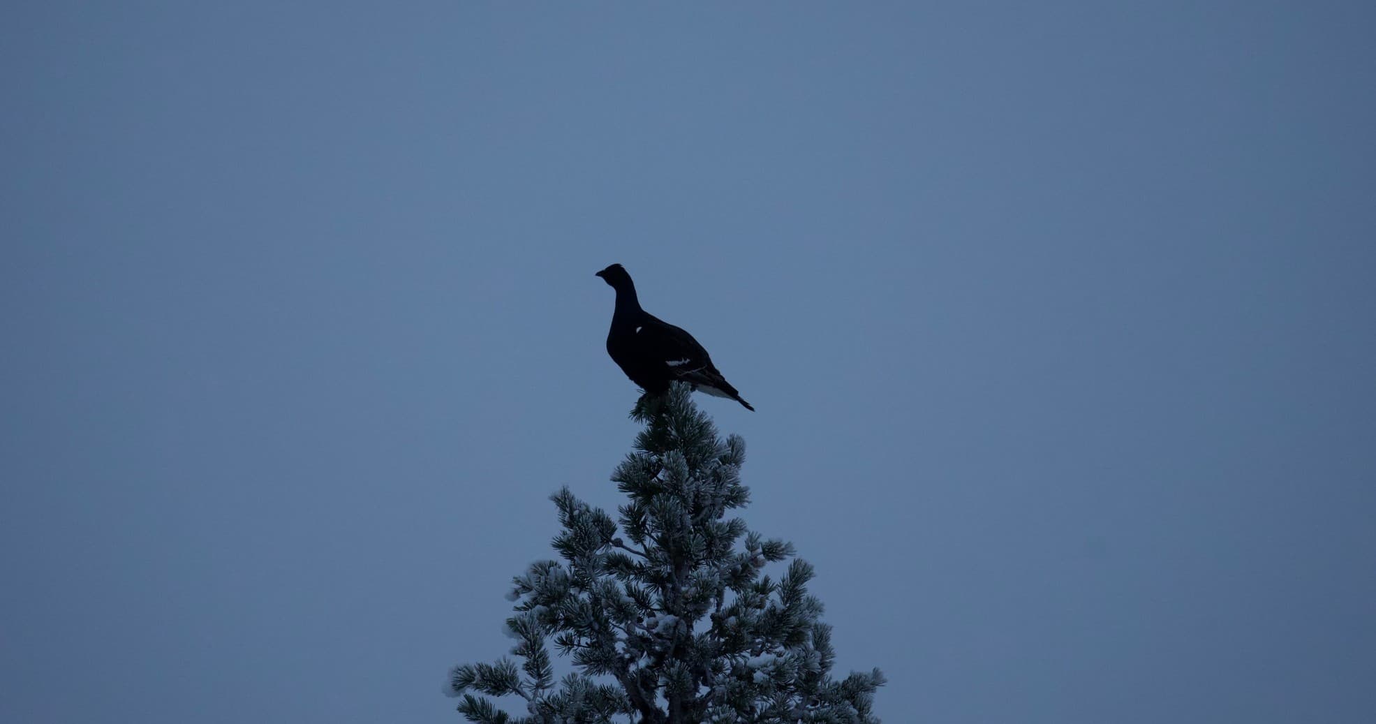 Arctic Moose Safari: Small-Group Wildlife Watching near Inari, Finland photo 3