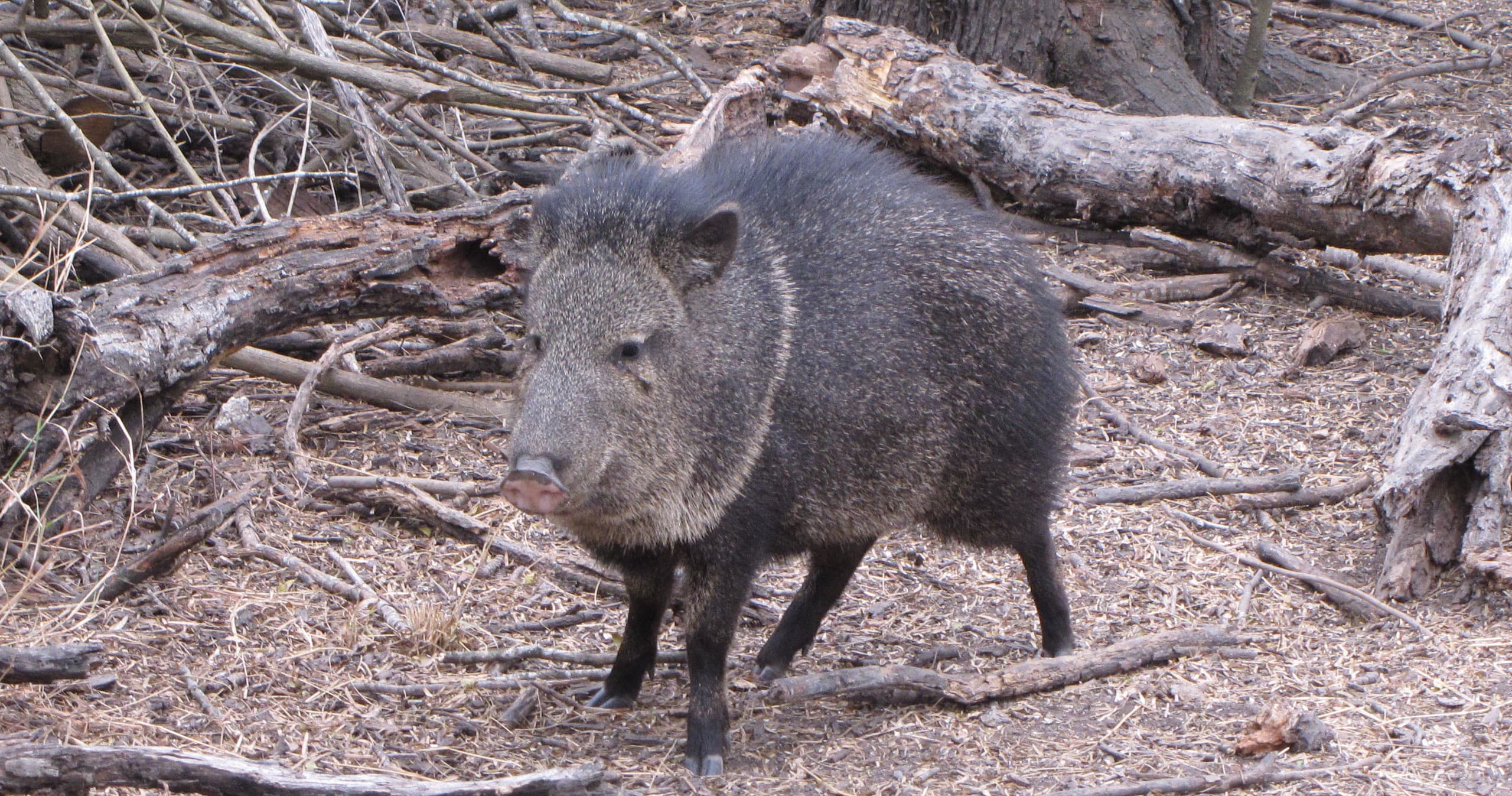 Wild javelina foraging in brush on King Ranch Texas ranchland