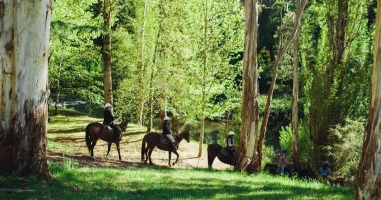 Discover Luxury Horseback Adventure Along the High Country’s Howqua River