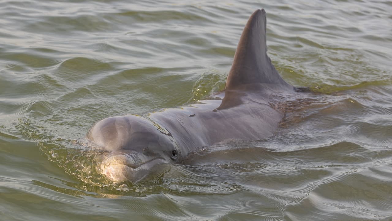 Water Activities: Hilton Head Dolphin Tours for Coastal Adventure