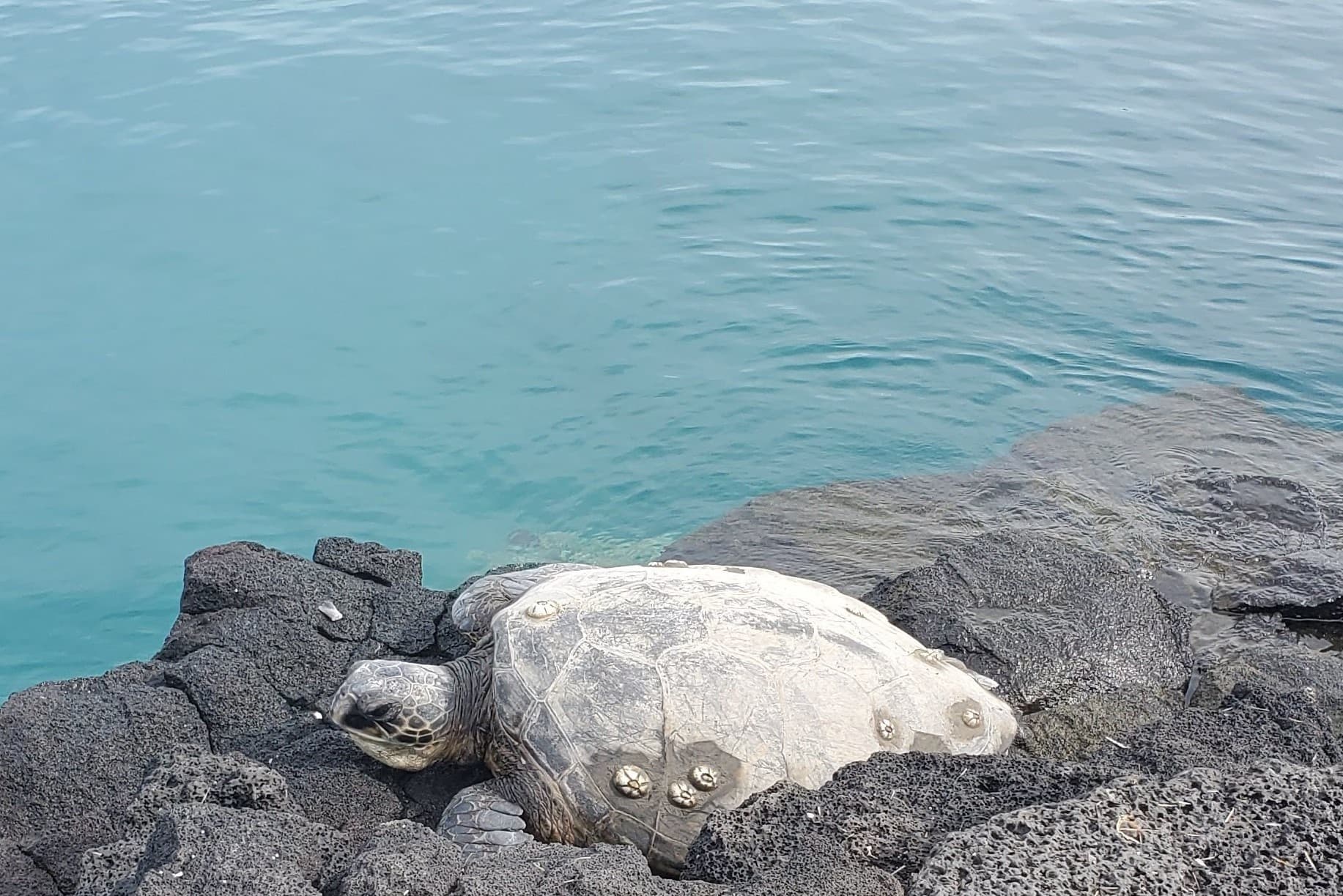 Explore Honokohau Bay: Glass Bottom Reef Tour in Hawaii