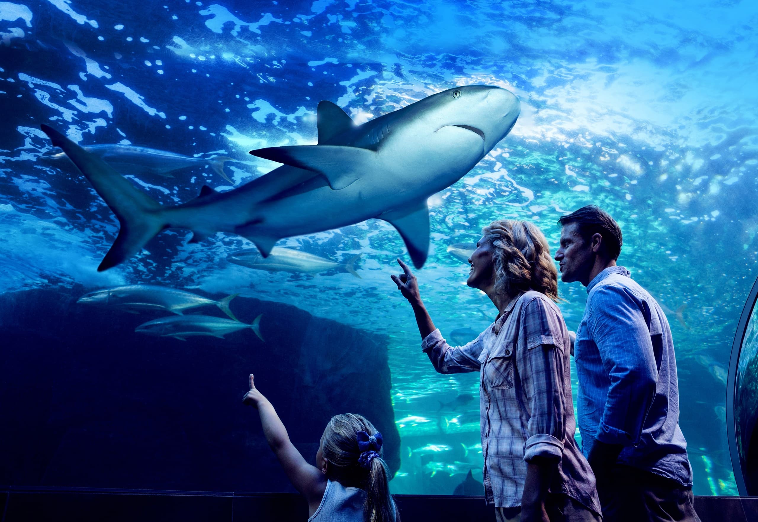 After Dark at Cairns Aquarium: Night Tour & Dinner