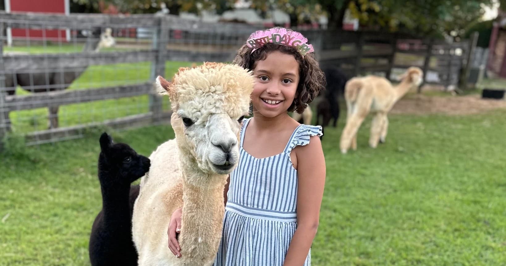 Picnic with alpacas on open farm meadow, family enjoying outdoors