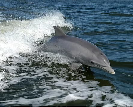 Edisto Dolphin Tours fleet