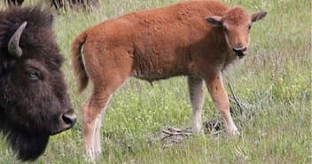 Three-Day Yellowstone Loop: Private Wildlife Safari from West Yellowstone and Jackson Hole