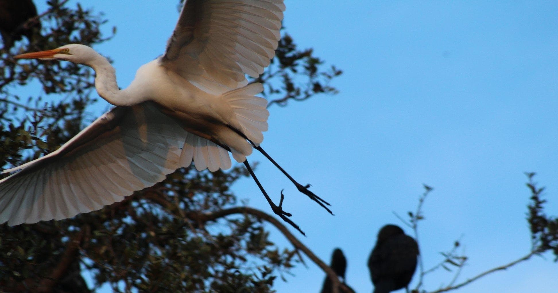 Bird Island & Evers Reservoir Tour by Florida Boat Tours in Bradenton