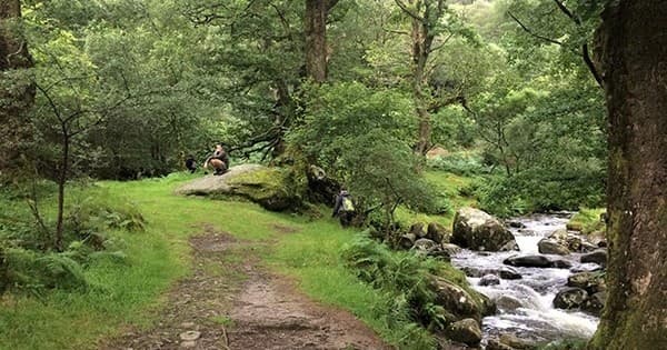 Forest Bathing in Glengarriff Forest: Serenity & Shinrin Yoku