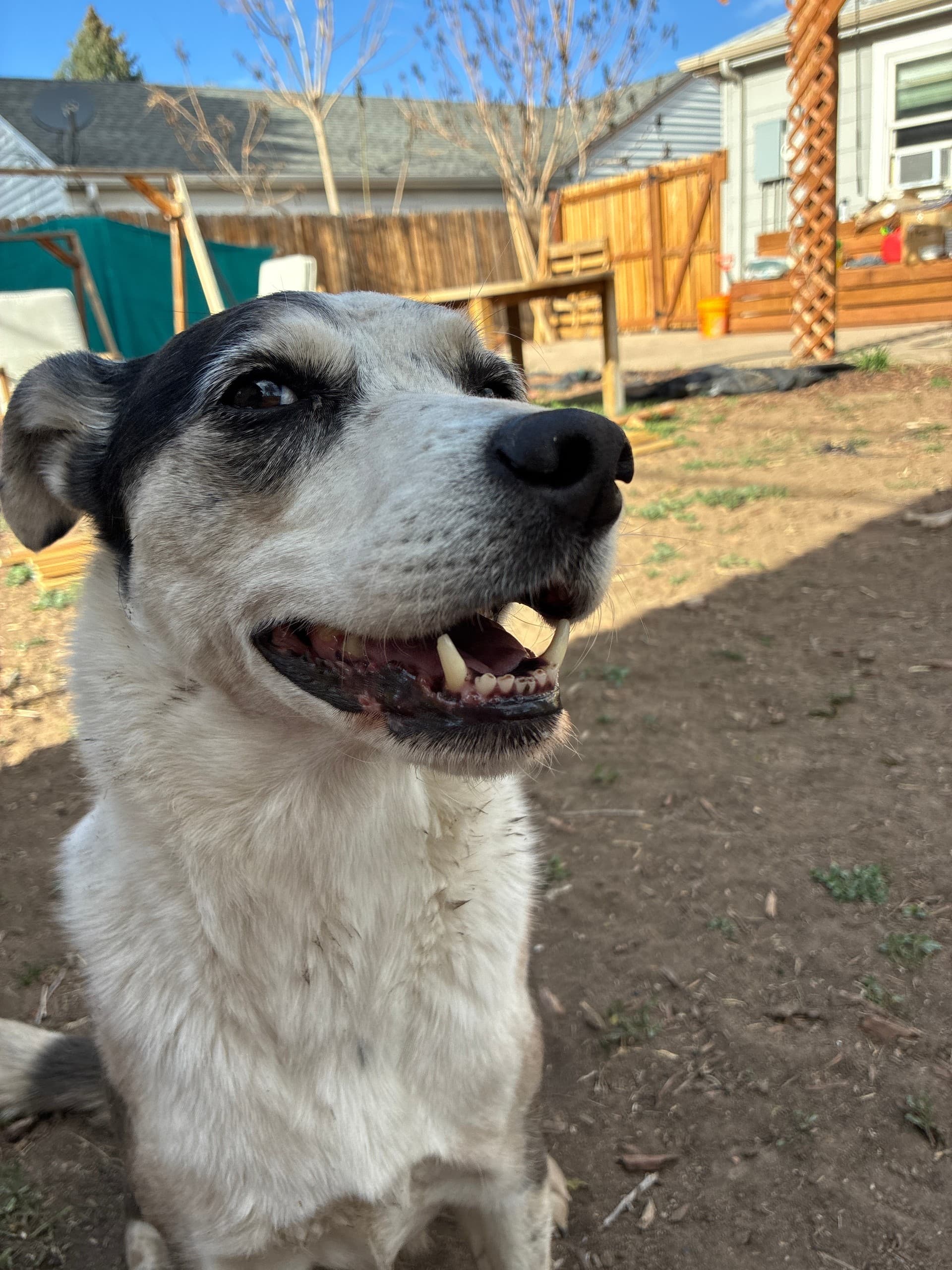 One-Hour Dog Walk: Volunteer with a Shelter Dog at My house photo 1