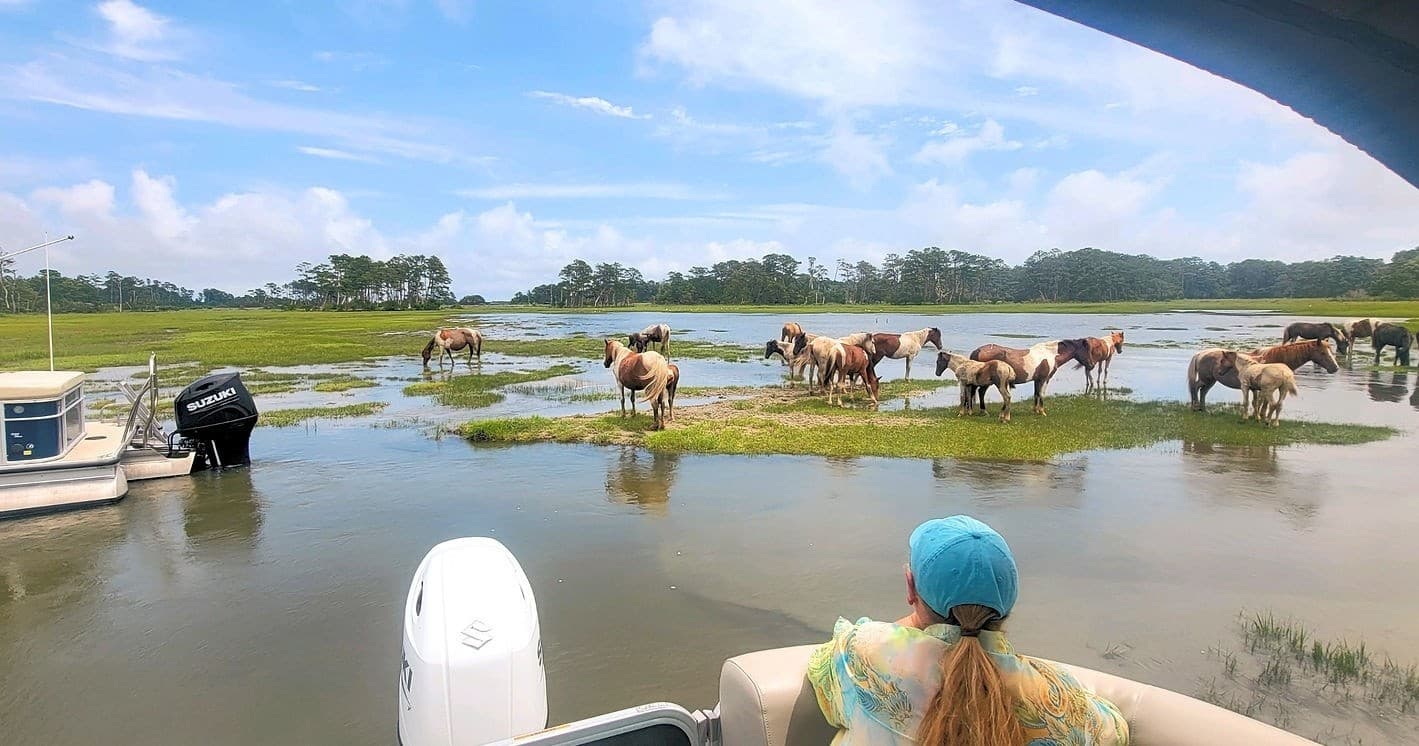 Southern Territory Lighthouse Cruise: Assateague Wild Pony Boat Tour