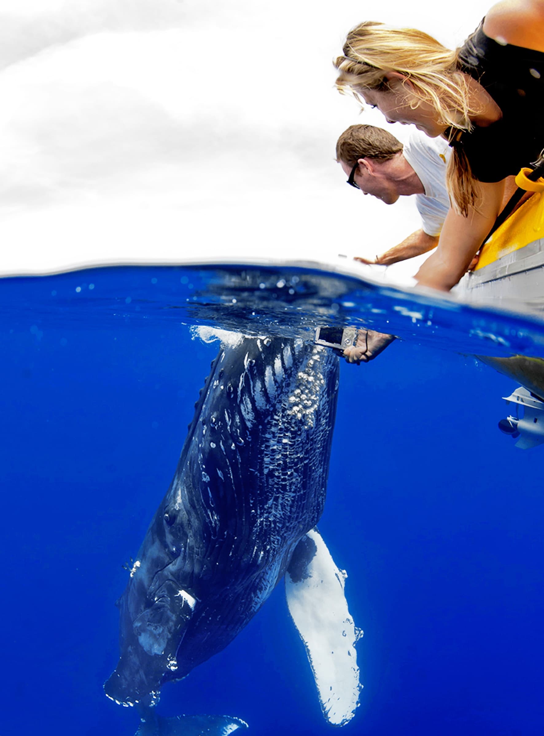 Whale Watch Adventure with Maui Reef Adventures in Wailuku