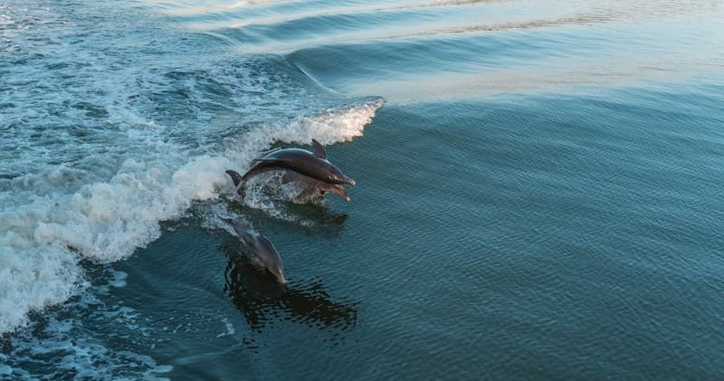 Santiva Private Charter by Captiva Cruises in Florida