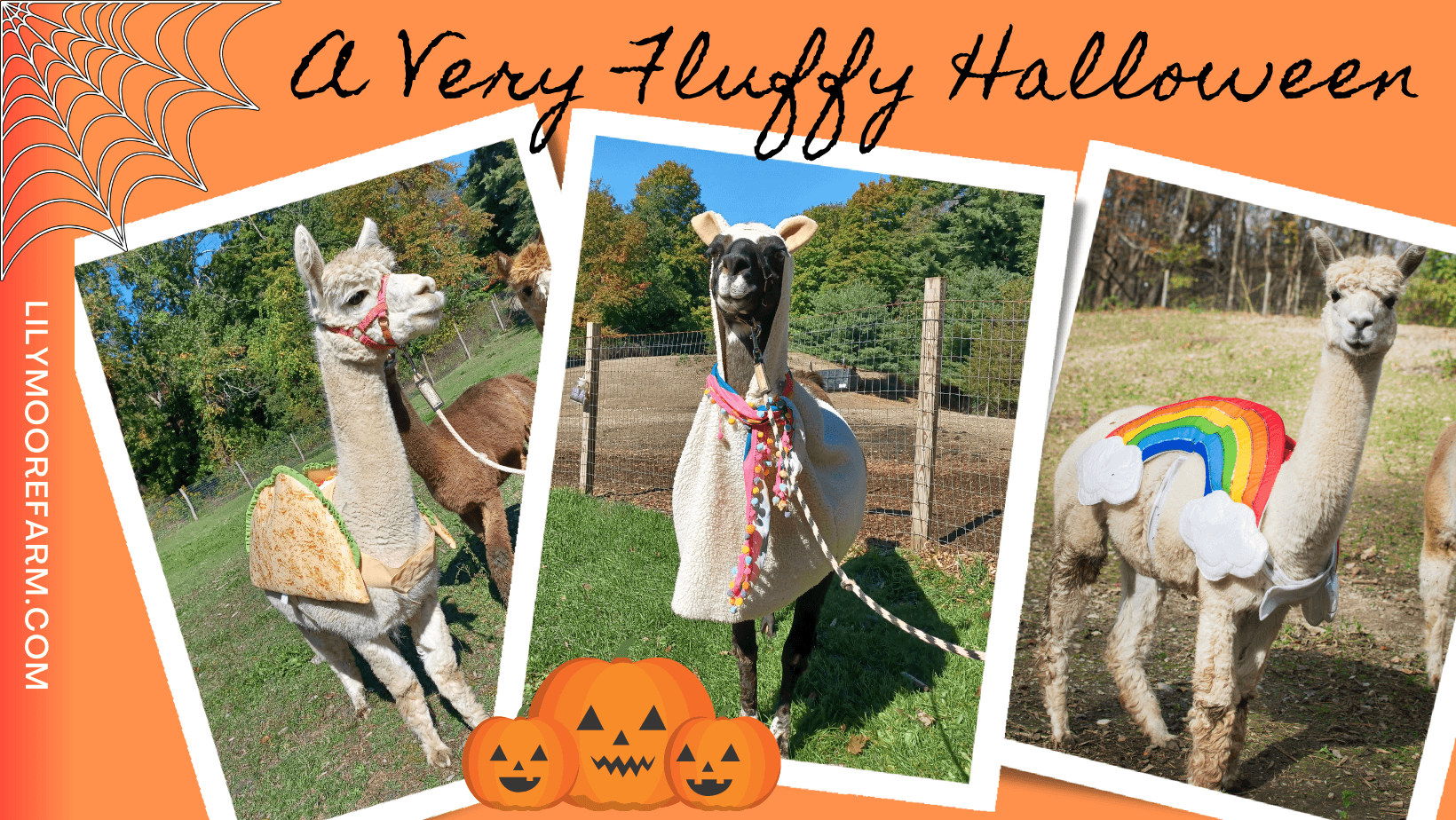 Alpacas in Halloween costumes on farm promotional collage
