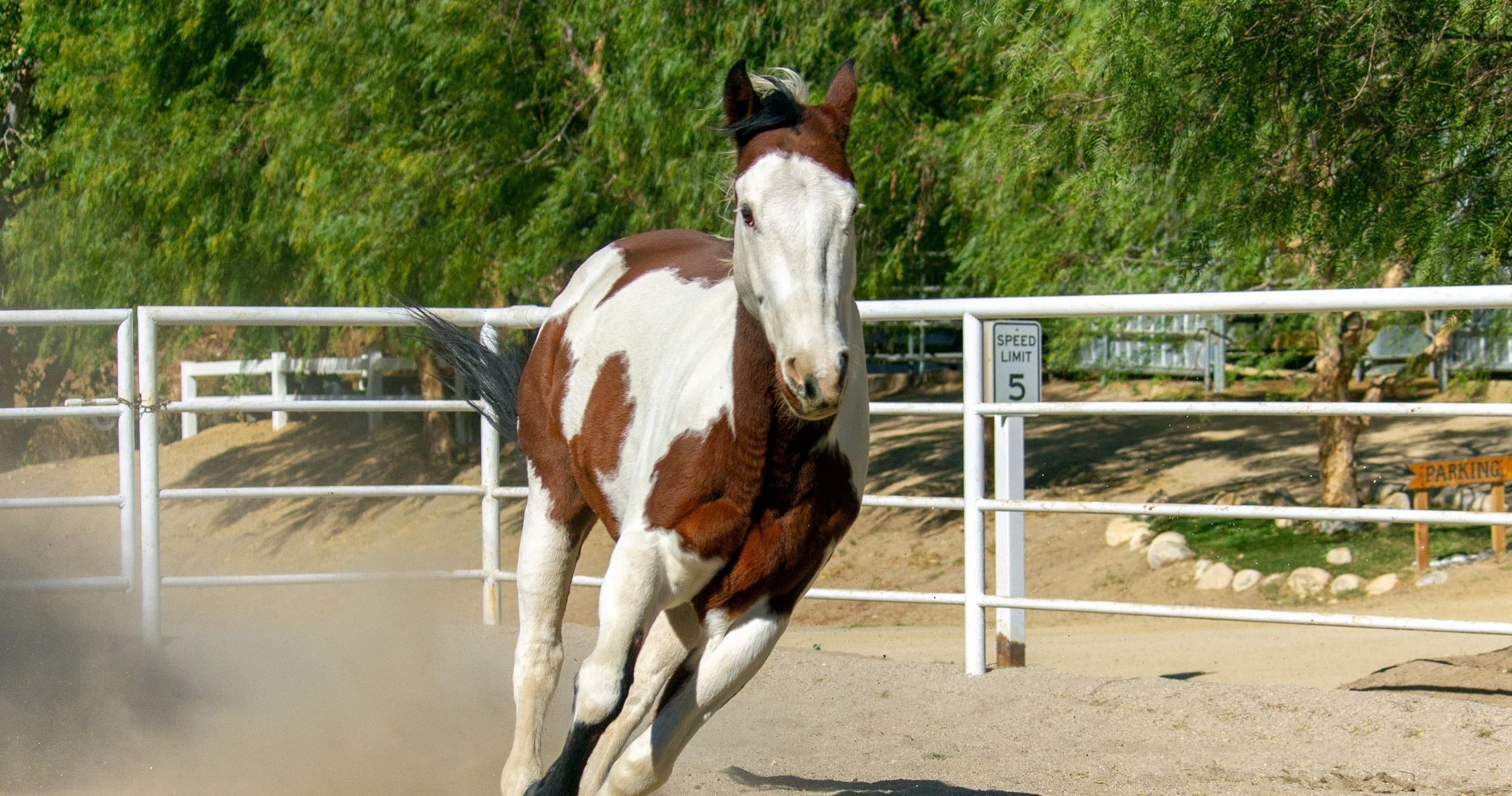 Transformative Equine Therapy in Santa Clarita, California