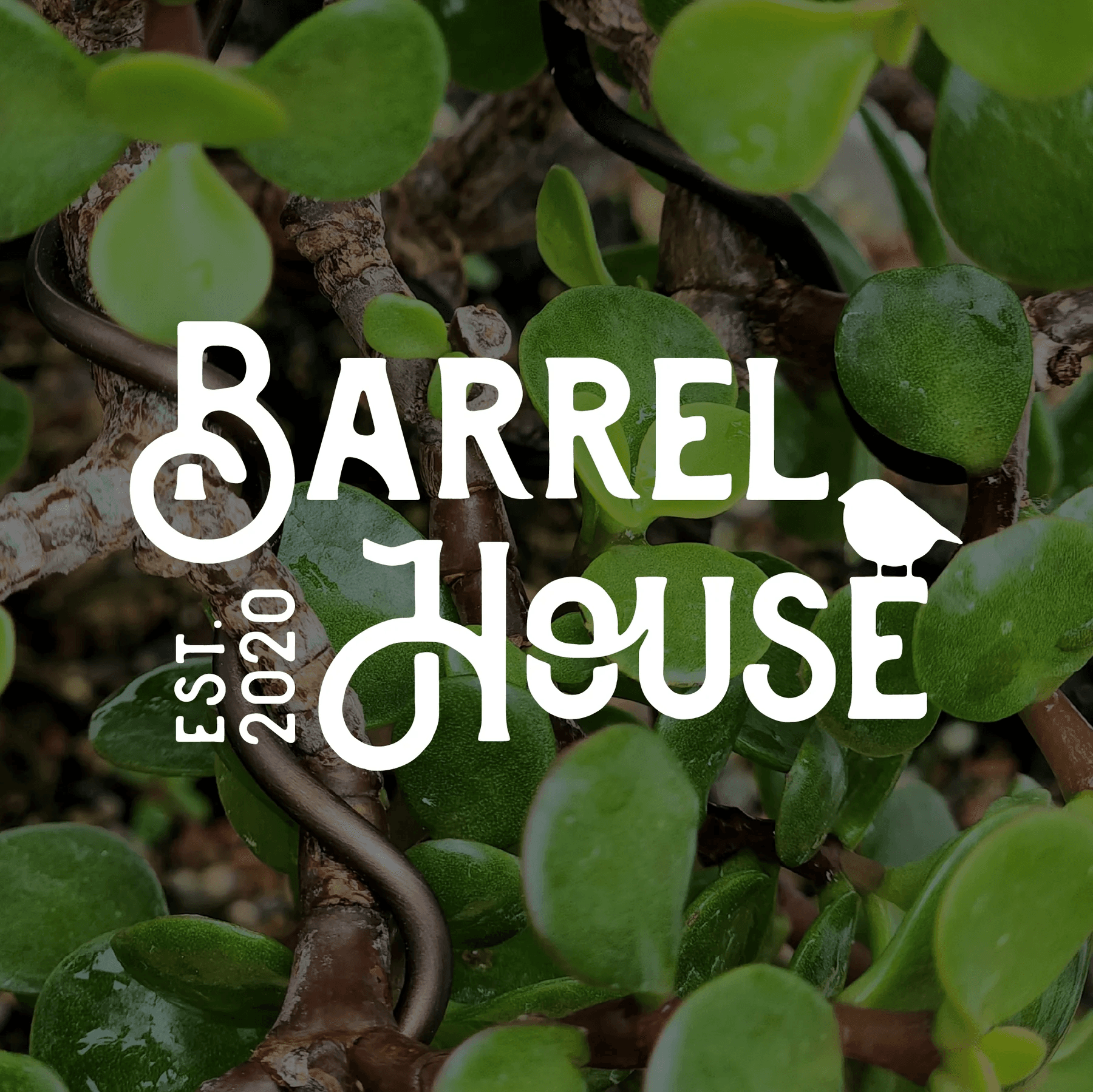 Mini Bonsai Night at BarrelHouse in Killingworth — 2-Hour Outdoor Workshop