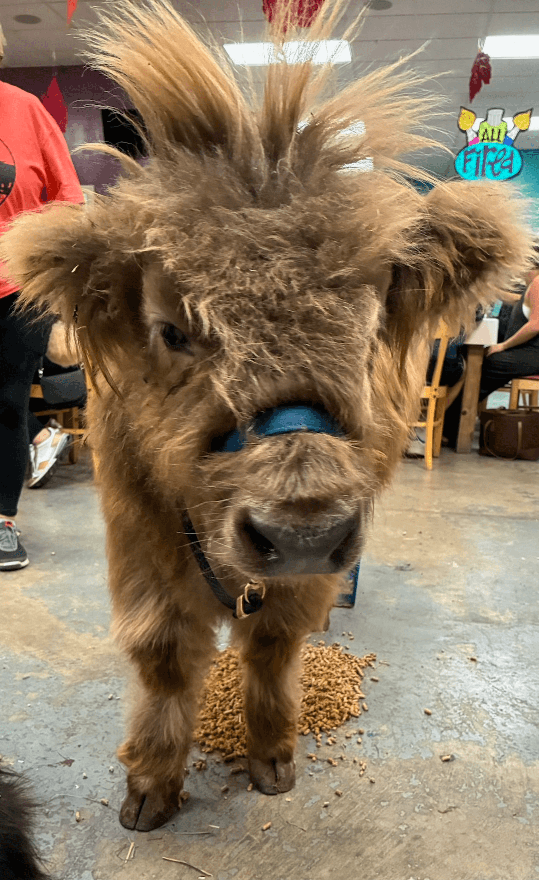 Cow Cuddle + Private Tour at Pure Passions Farm — Micro Mini Cows in Kent, Ohio photo 2