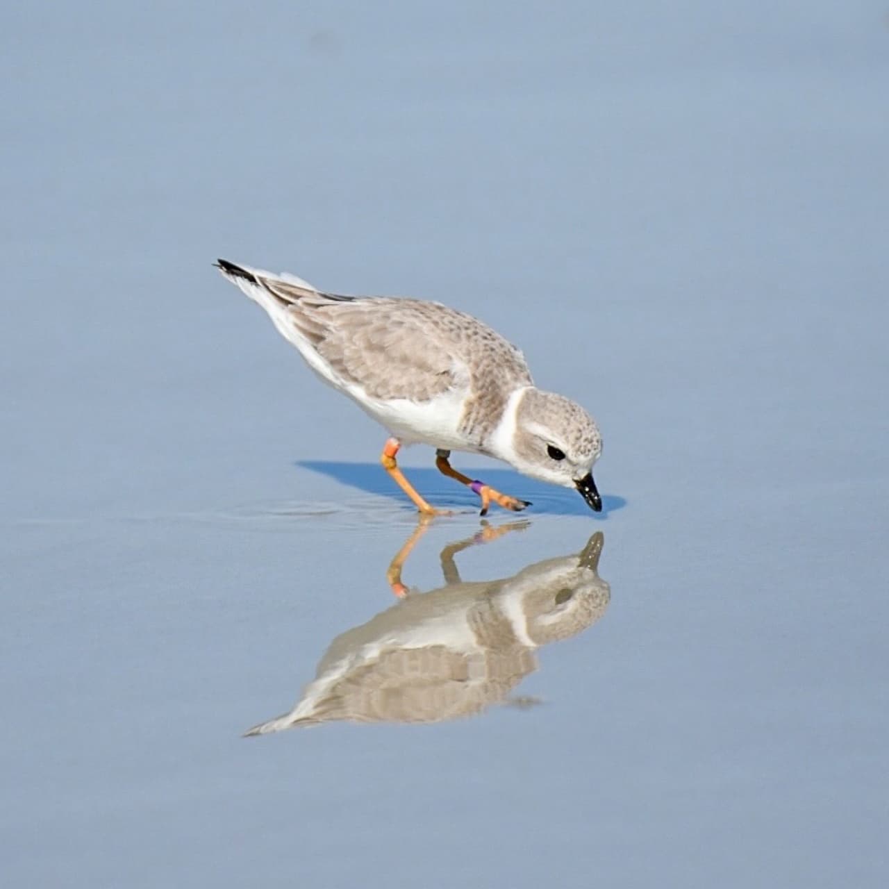 Hunting Island Shorebirds Walk: Winter Shorebird Tour at Hunting Island State Park