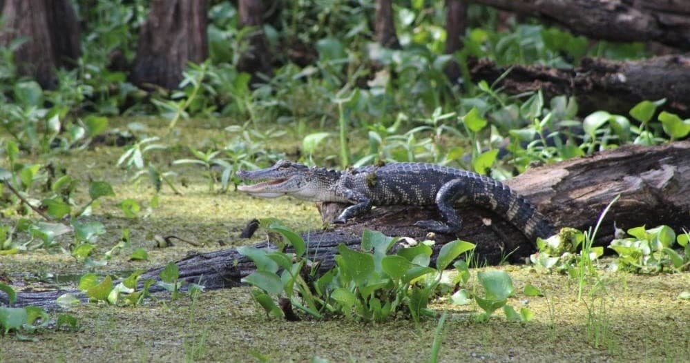Alligator resting on log in shaded bayou with vegetation