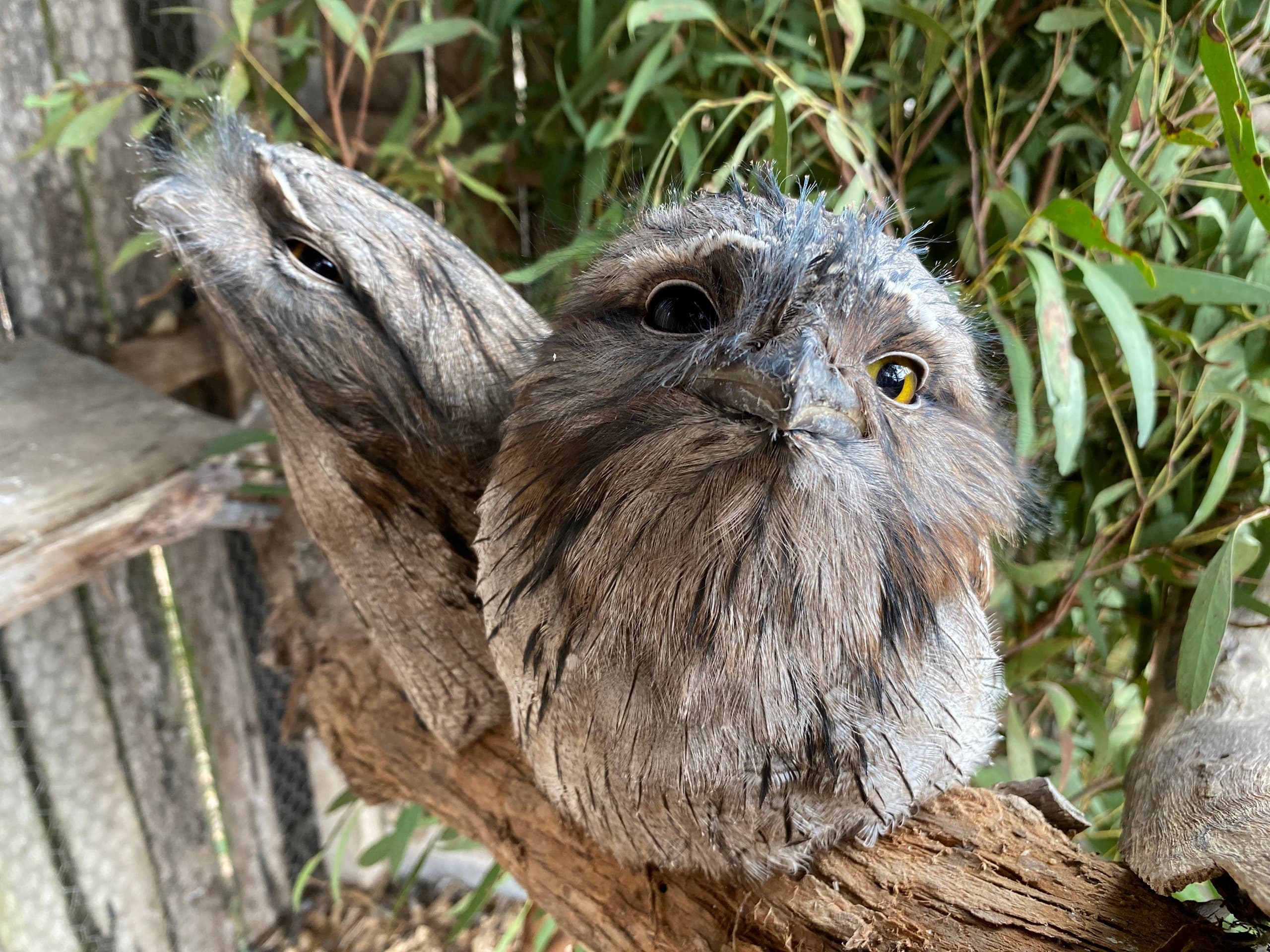 Hand-Feed Tawny Frogmouths at Trowunna Wildlife Sanctuary — Mole Creek Off-Season Encounter 2026