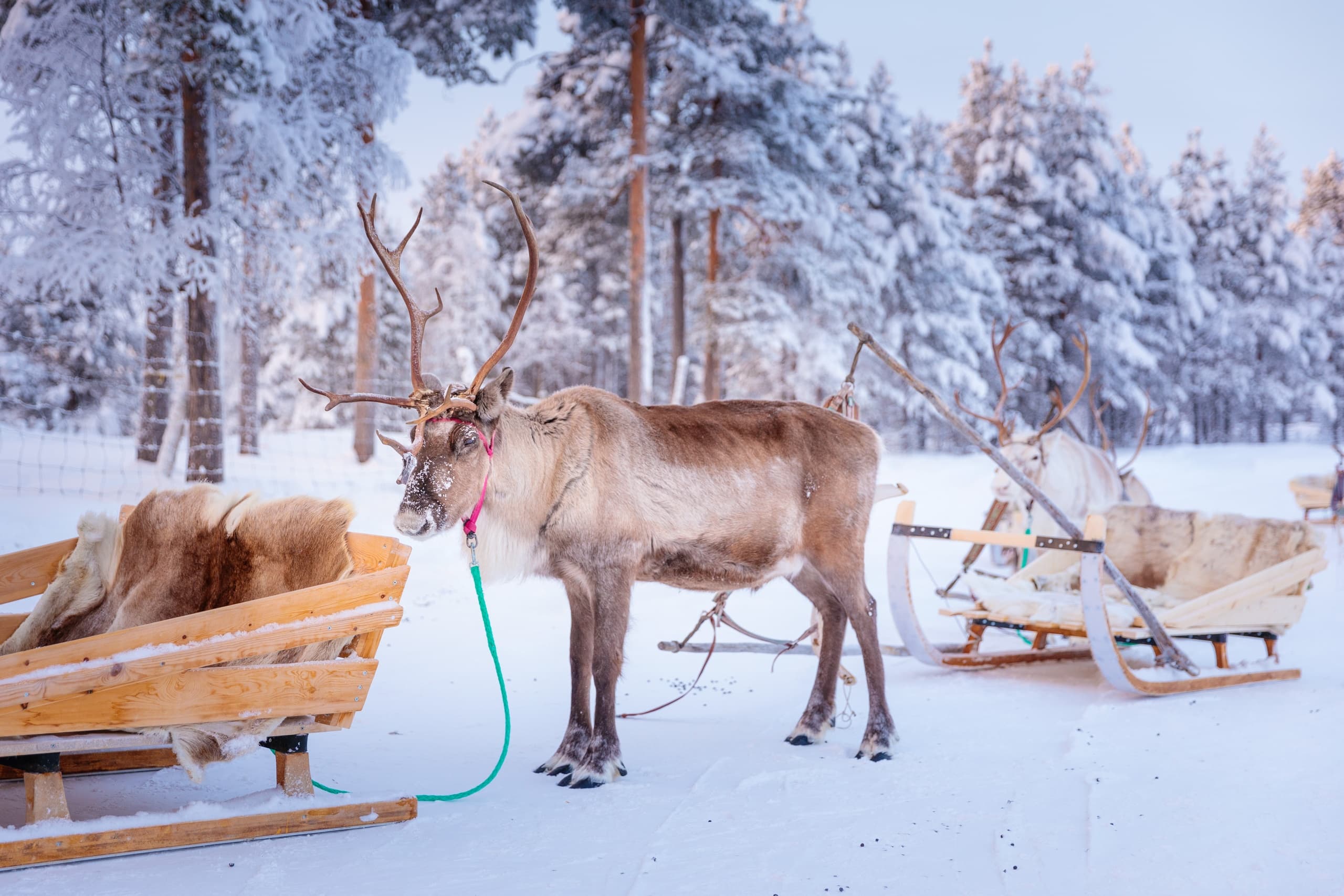 Reindeer Day & Snowmobiling at Wilderness Hotel - Muotka