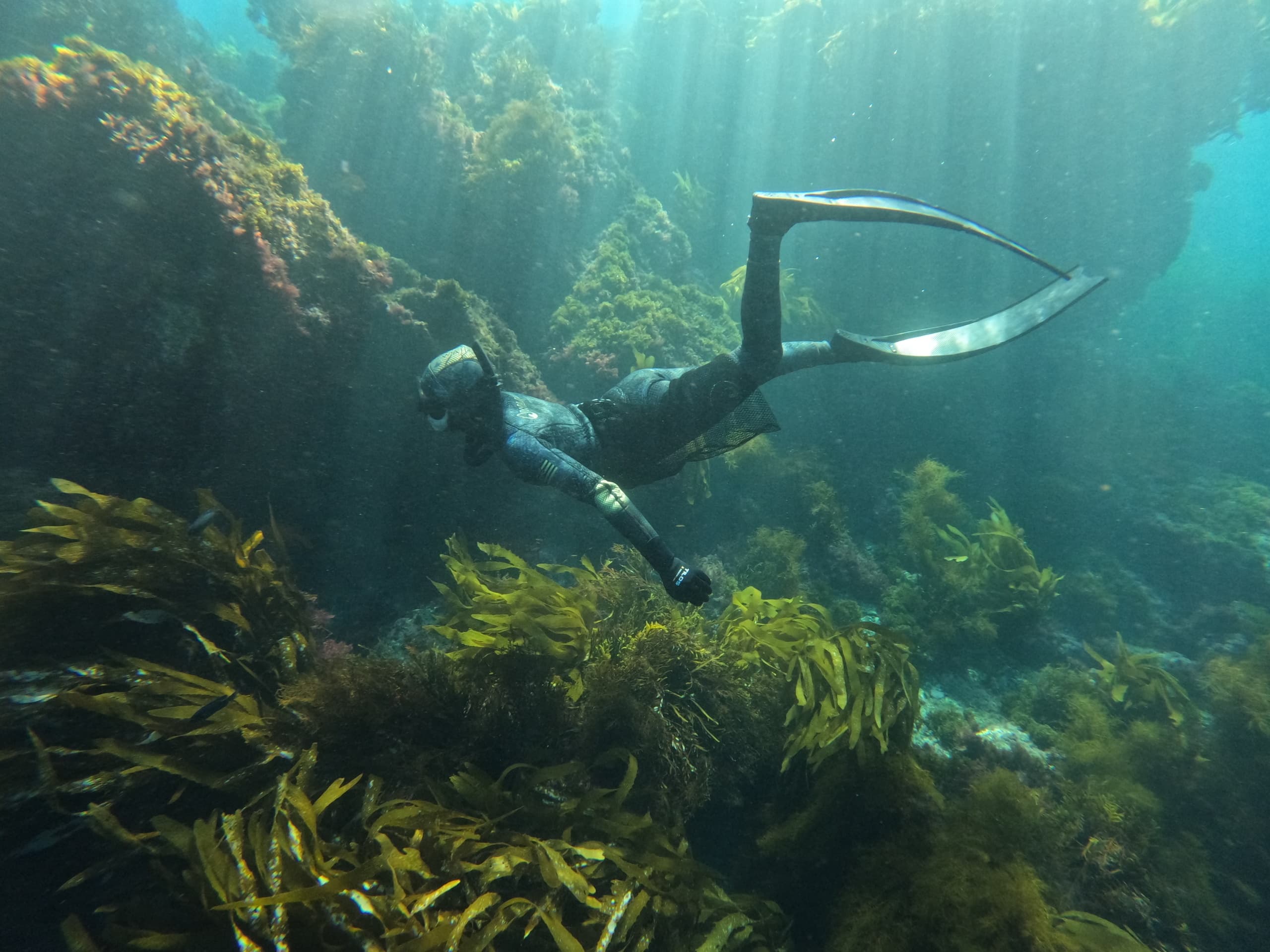 Two-Day PADI Freediver Course in Monterey Bay: Pool and Ocean Training to 55 Feet photo 1