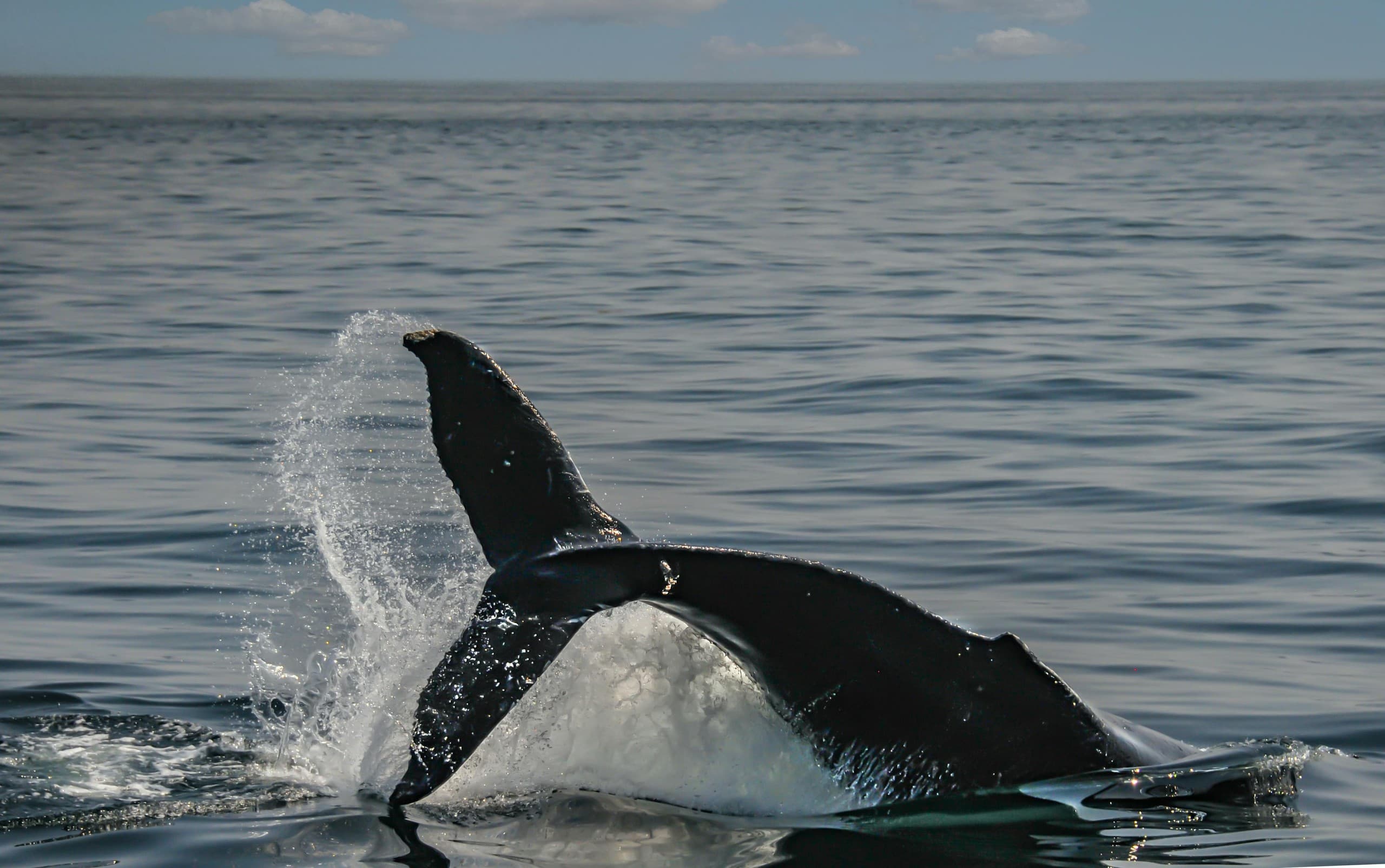 Ketchikan 4-Hour Whale Watching Charter: Small-Group Alaska Wildlife Trip