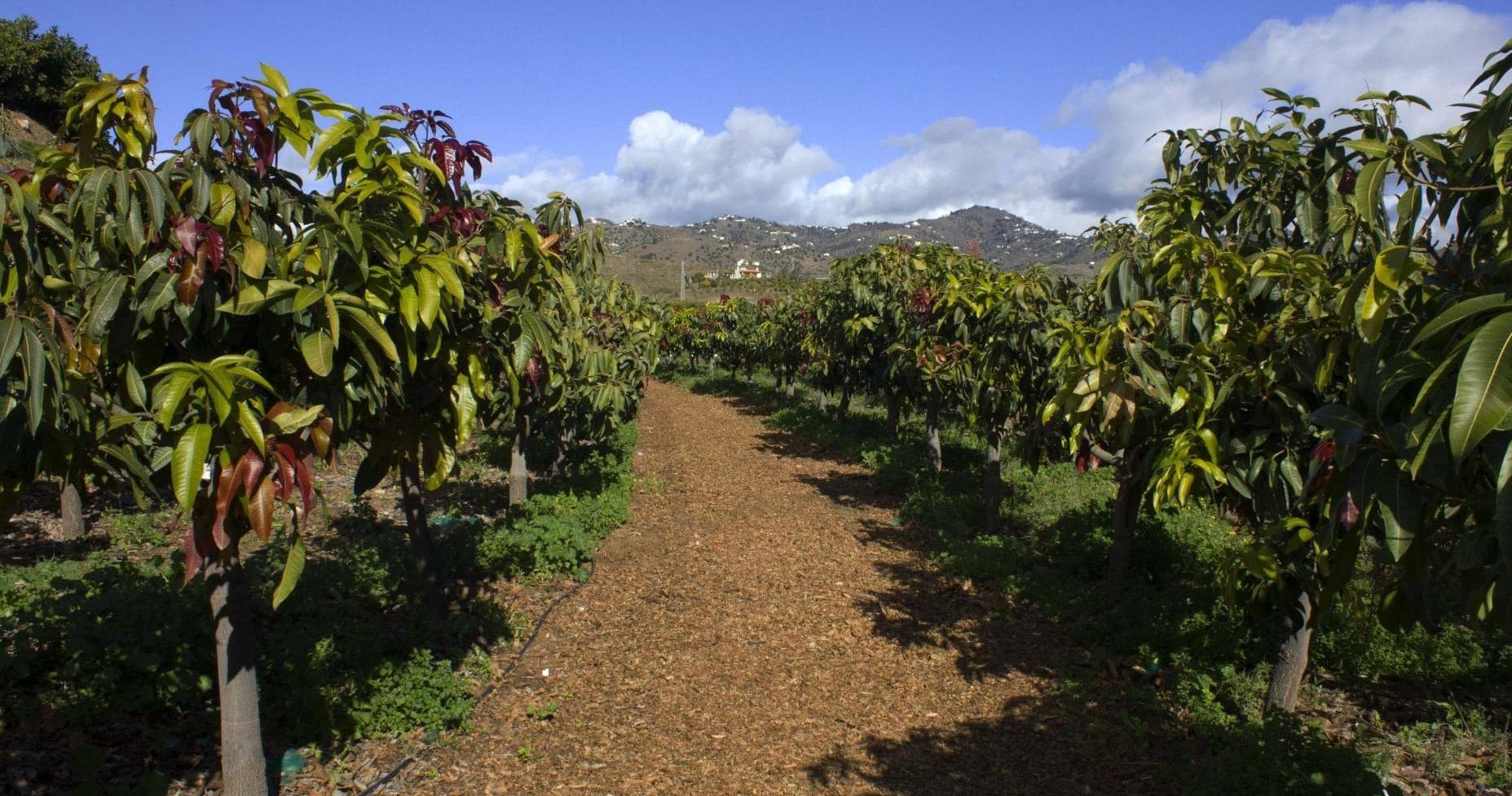 Land Adventures in Vélez-Málaga with Oletrips