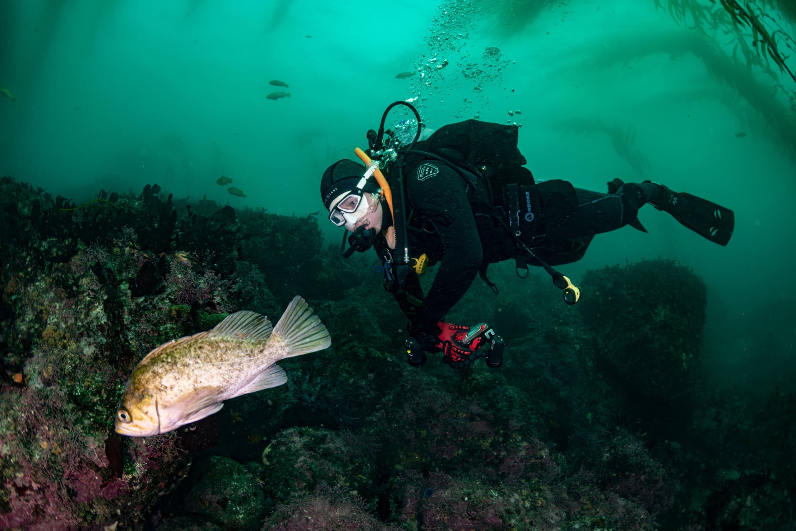 Discover SCUBA: Monterey's Ultimate Beginner Dive