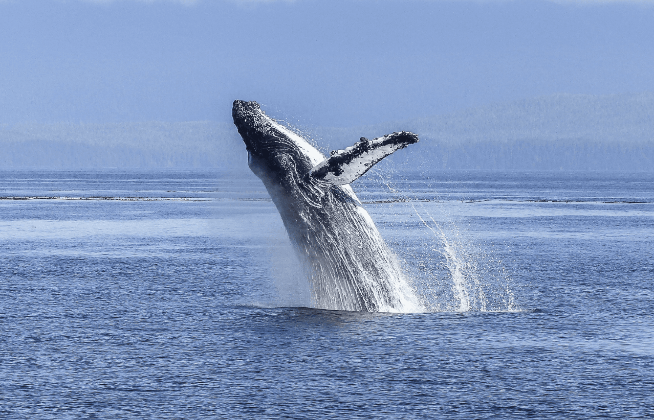 Private Whale Watching Excursion in San Diego, CA